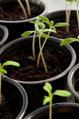 Some green sprouts in a flower pots. Green plants background.