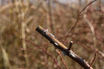 Shank of a branch of wild rosehip with sharp thorns