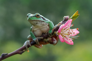 green tree frog