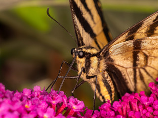 P1010008 Canadian Tiger Swallowtail butterfly, Papilio canadensis, feeding cECP 2013