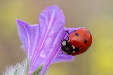ladybug on flower
