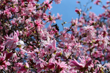 Spring time nature background with blossoming trees. Pink magnolia blooming tree full of flowers in a shallow depth of field blue sky background during sunny day. Close up composition.