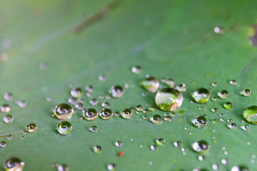 Water drop on leaves after rain drop