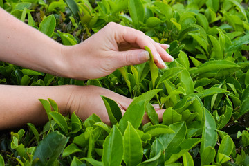 Tea harvesting, close up, hands picking leaves, Azores