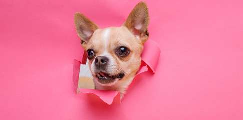 Portraite of cute puppy chihuahua climbs out of hole in colored background. Little smiling dog on bright trendy pink background. Free space for text.