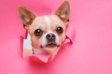 Portraite of cute puppy chihuahua climbs out of hole in colored background. Little smiling dog on bright trendy pink background. Free space for text. - obrazy, fototapety, plakaty