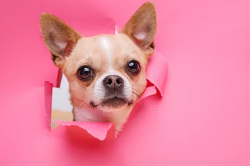 Fotobehang Portraite of cute puppy chihuahua climbs out of hole in colored background. Little smiling dog on bright trendy pink background. Free space for text. © KDdesignphoto