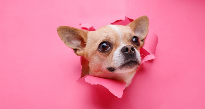 Portraite of cute puppy chihuahua climbs out of hole in colored background. Little smiling dog on bright trendy pink background. Free space for text.