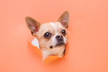 Portraite of cute puppy chihuahua climbs out of hole in colored background. Little smiling dog on bright trendy orange background. Free space for text.