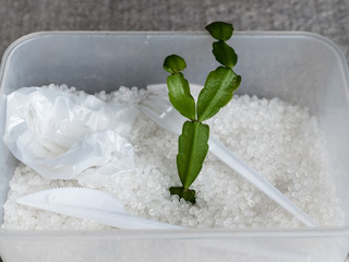 Fresh plant growing from bio polymer granules, compostable plastic. biodegradable plastic....