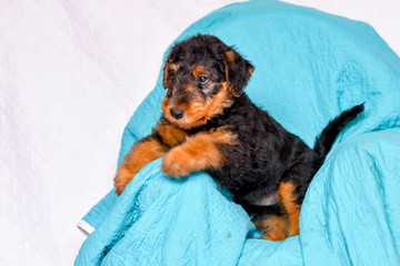 Airedale Terrier dog - puppy 6 weeks old.