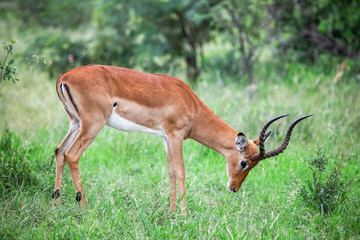 Impala