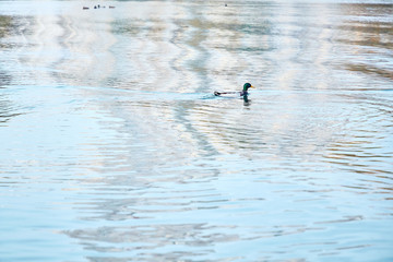 Ducks, male and female swim in the river