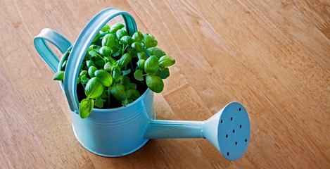 Fun idea and creative concept for growing herbs - the herb basil, freah, vibrant and growing well, in a decorative watering can.