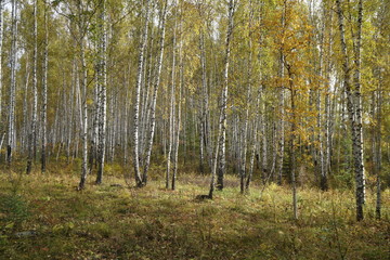 Golden autumn in a birch grove in September.