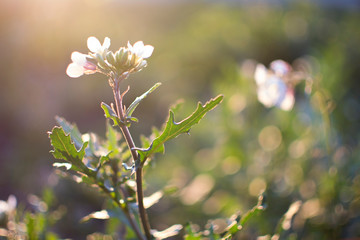 sunset flower