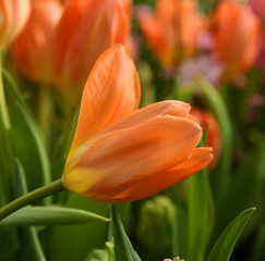 Beautiful Tulip Orange Emperor, brilliant carrot-orange with darker interior dotted with pale, buttercup-yellow base and black anthers