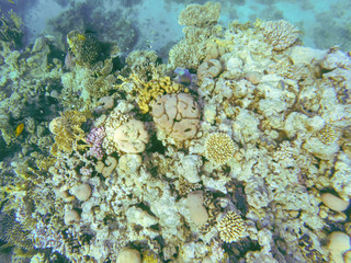 Naklejka na ściany i meble Many colorful tropical fish anthias feed on a coral reef in the Red sea, Egypt. Underwater shooting.