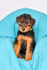 Airedale Terrier dog - puppy 6 weeks old.