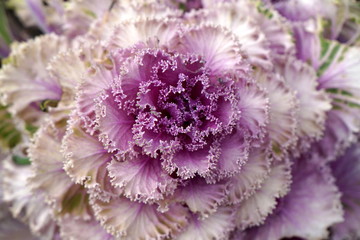 Rosette of decorative inedible pink and white cabbage with wavy edges.