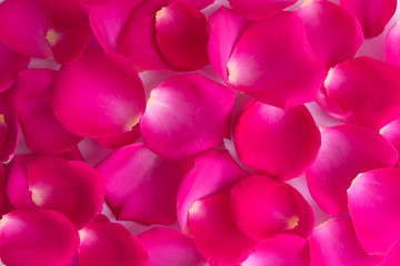 Lots of pink rose petals. The view from the top. Background, postcard, romance, wedding invitation.