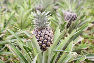Growing ananas plant close up, pineapple plantation