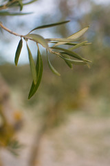 Obraz premium detail photograph of olive branch