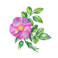 Watercolor bouquet with rose hips.