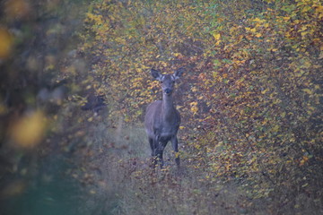 deer animal wildlife nature mammal