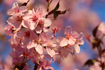 Spring time nature background with blossoming trees. Pink color blooming tree full of flowers in a shallow depth of field blue sky background during sunny day. Close up composition in a soft light.