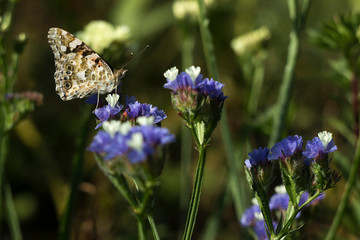 Painted Lady butterfly (Vanessa Cardui), wings closed, feeding pollen, collects nekrar from white and blue flowers (Limonium). Butterfly with wings, top view, summertime background