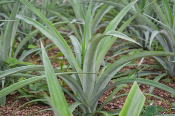 Pineapple plants in a greenhouse, agriculture, exotic fruits