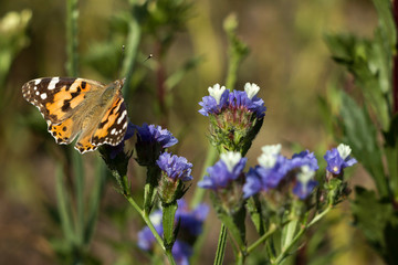 Painted Lady butterfly (Vanessa Cardui), wings opened, feeding pollen, collects nekrar from white and blue flowers (Limonium). Butterfly with wings, top view, summertime background