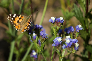 Painted Lady butterfly (Vanessa Cardui), wings opened, feeding pollen, collects nekrar from white and blue flowers (Limonium). Butterfly with wings, top view, summertime background