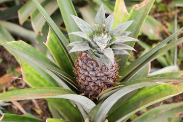 Growing ananas plant close up, pineapple plantation