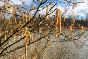 frühe Erlenblüte im Februar in Oberösterreich