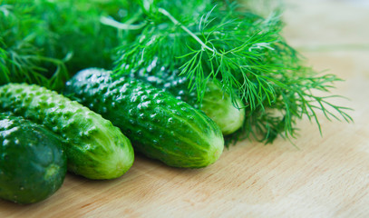 Pickling Cucumber with dill herb, fresh ingredients ready to marinate.