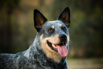 Australian Cattle Dog portrait head shot