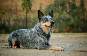 Naklejka premium Australian Cattle Dog lying down in field 