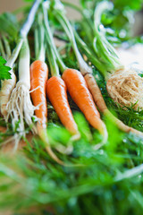 Naklejka na ściany i meble Fresh young vegetables ingredients for cooking delicious organic veggie stock - base for all the soups: carrots, parsley roots, leeks, celeriac, cellery, dill, parsnip.