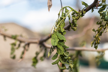 Dried inflorescences of acacia on branch after frost. Frozen flowers and acacia leaves. lack of honey harvest. Branches of black locust, Robinia pseudoacacia, false acacia. Closeup, macro