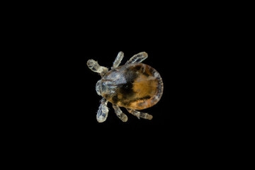 tick larva