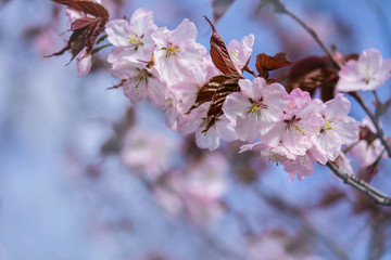 gently pink cherry tree branch. the concept of the arrival of spring