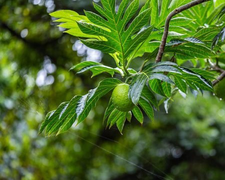 Ulu tree with breadfruit