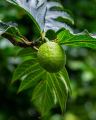 Breadfruit  tree 