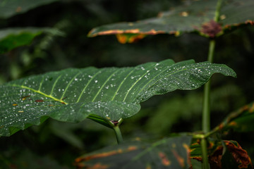 raindrops of leaf