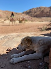 stray dog in the desert