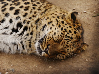 Leopard sleeping on the ground.