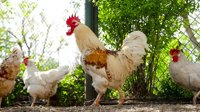 The rooster walks with chickens. HD