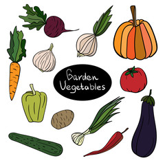 Colorful set of garden vegetables. Line drawn illustration on white isolated background. Pumpkin, beet, carrot, onion, garlic, pepper, potato, eggplant, chili,cucumber, tomato.